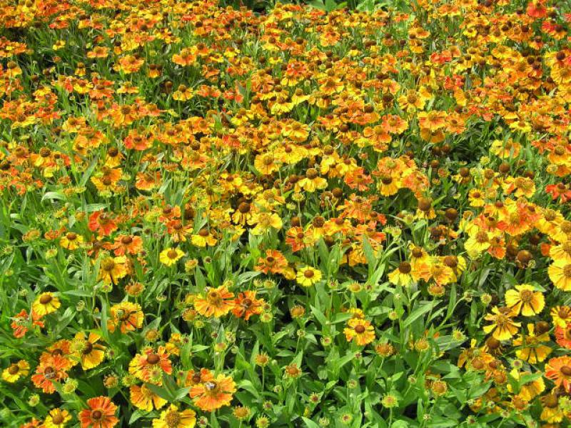 Helenium Waltraud als flächige Bepflanzung