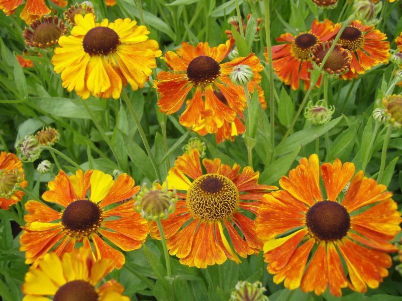 Helenium Waltraud