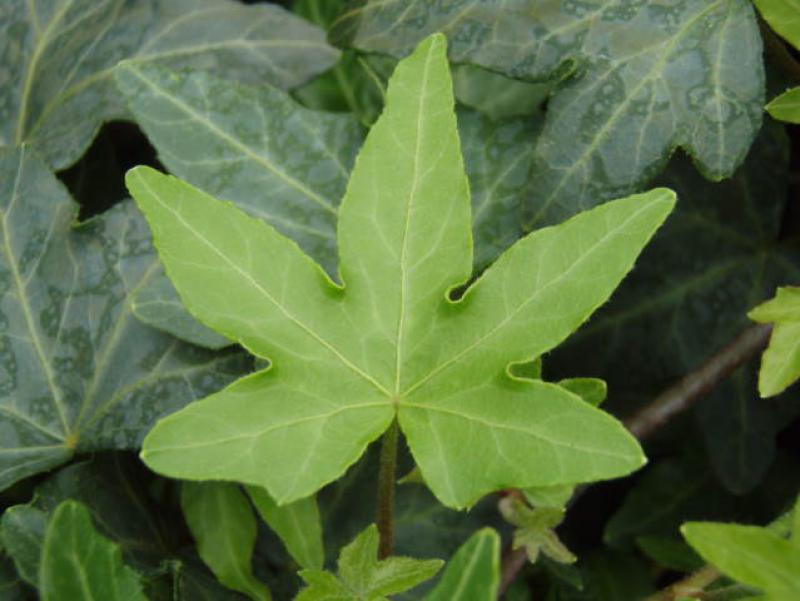 Hedera helix Digitata