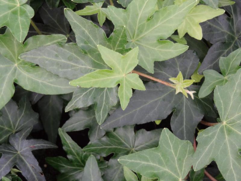 Hedera helix Digitata