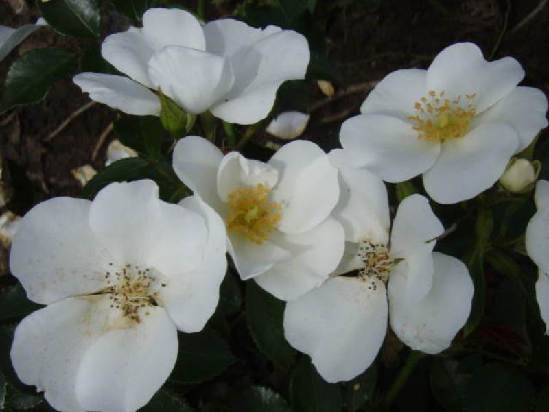 Blütenflor der Rose Escimo