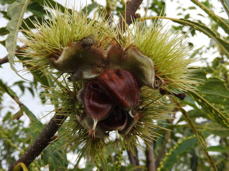 Essbare Früchte mit stacheliger Schale: die Esskastanie (Castanea sativa)