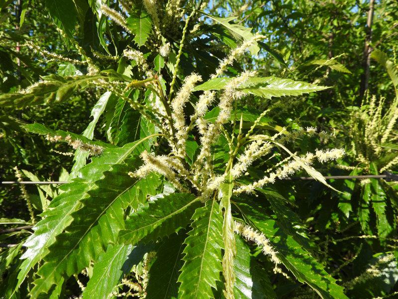 Die Esskastanie (Castanea sativa) - eine auffällige Blüte im Sommer