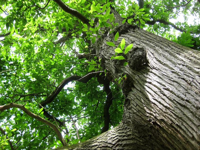 Die Esskastanie wächst zu einem großen Baum heran.