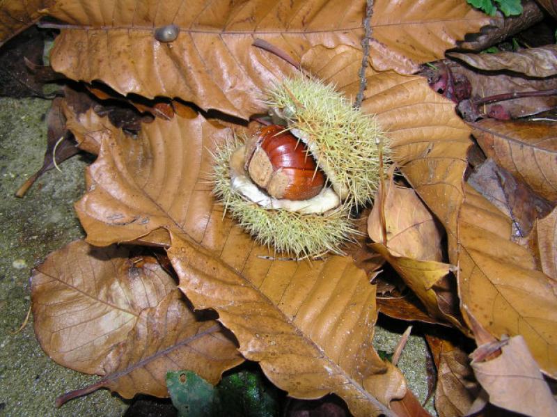 Esskastanie, Marone, Castanea sativa - stachelige essbare Früchte im Herbst