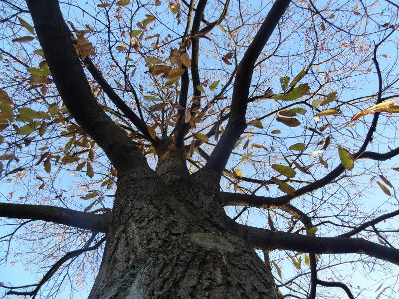 Castanea sativa im Spätherbst