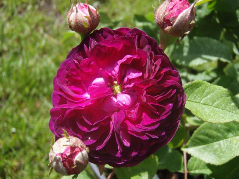 Rosa gallica Hippolyte in Blüte