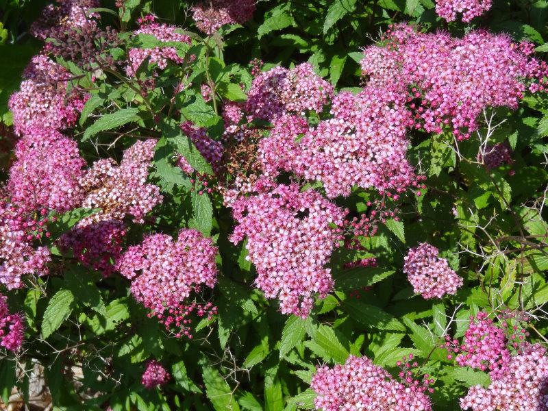 Spiraea japonica Froebelii in sommerlicher Blüte