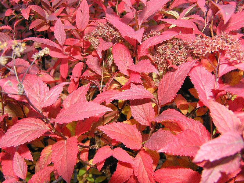 Herbstfärbung von Spiraea japonica Froebelii