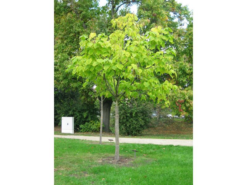 Junger Catalpa bignonioides in gelber Herbstfärbung