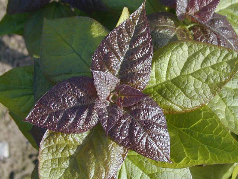 Trompetenbaum, Catalpa bignonioides - rötlicher Austrieb