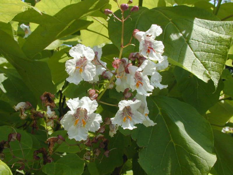 Weiße Blüten des Trompetenbaums, Catalpa bignonioides