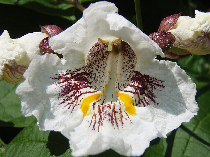 Catalpa bignonioides: Detail der weißen Blüte