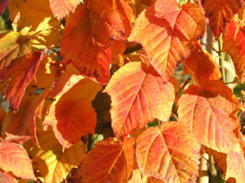 Schöne rote Herbstfärbung bei Acer davidii