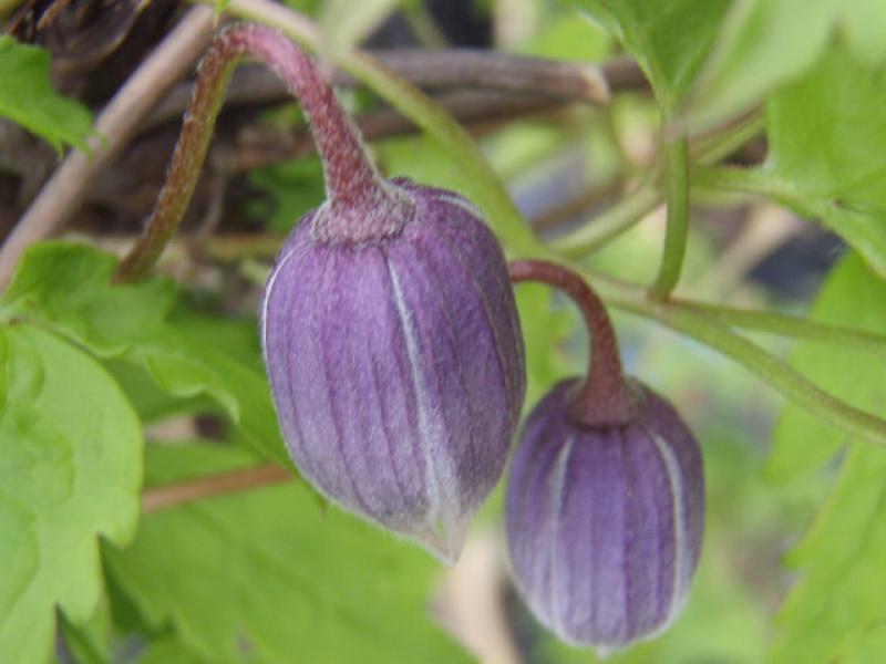 Noch geschlossene Blüte bei der Alpenwaldrebe, Clematis alpina