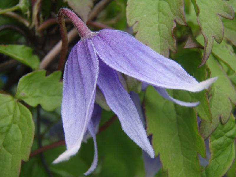 Naheaufnahme der Blüte von Clematis alpina