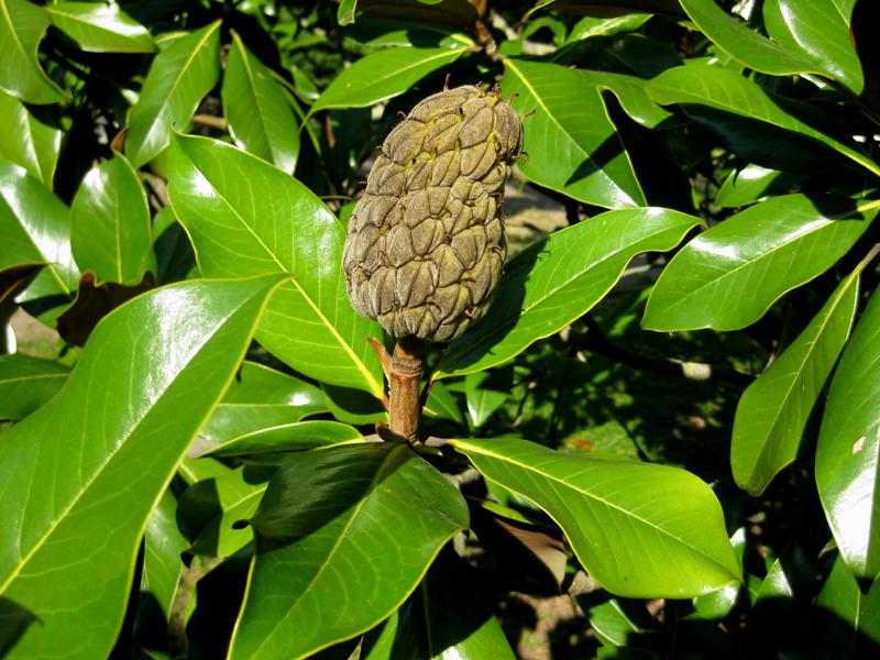 Sammelfrucht der Magnolia grandiflora