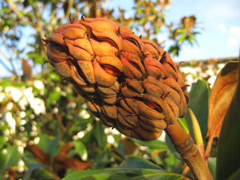 Großblütige Magnolie: Große Früchte mit orangen Samen