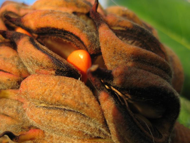 Die Frucht der Magnolia grandiflora enthält zahlreiche orange Samen.