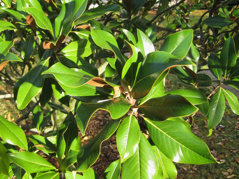 Die immergrünen Blätter der großblumigen Magnolie