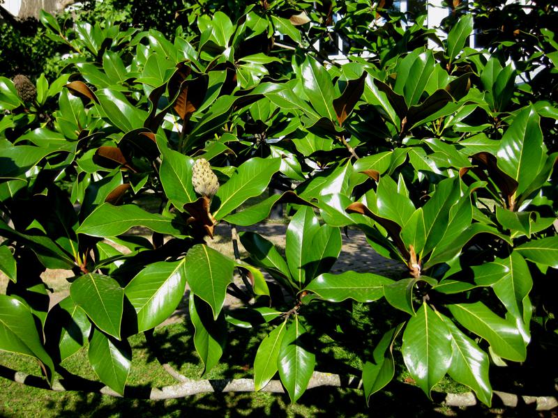 Frisches Grün auch im Winter: Magnolia grandiflora