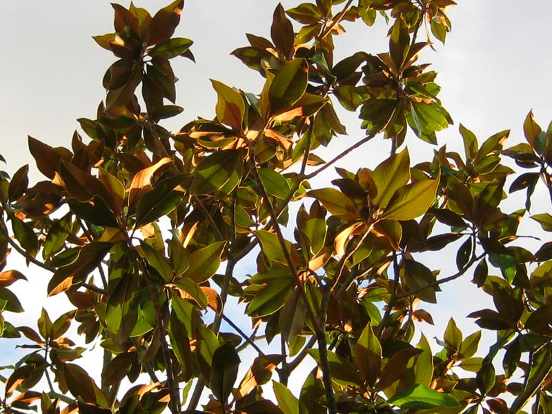 Unterseits sind die Blätter der immergrünen Magnolie dicht braun behaart.