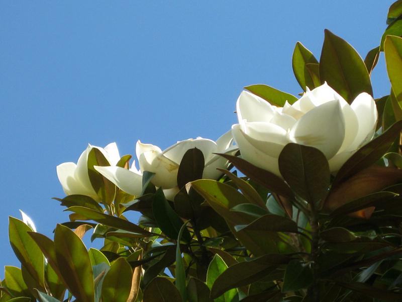 Weiße Blüten vor blauem Sommerhimmel - Magnolia grandiflora