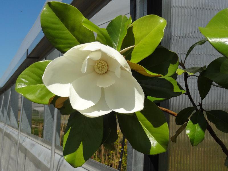 Weißblühende Immergrüne Magnolie