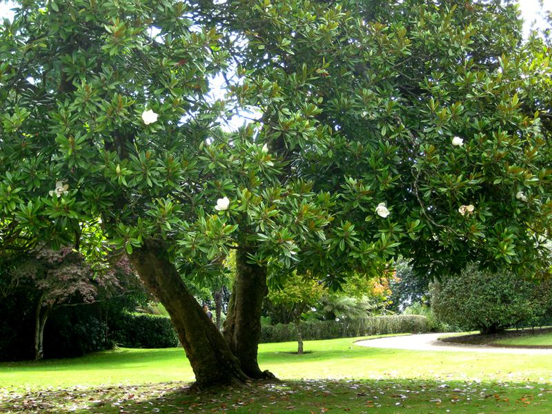 Alte blühende Großblütige Magnolie