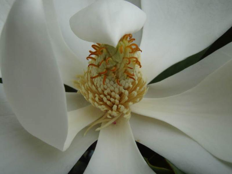 Detailaufnahme der Blüte der Immergrünen Magnolie