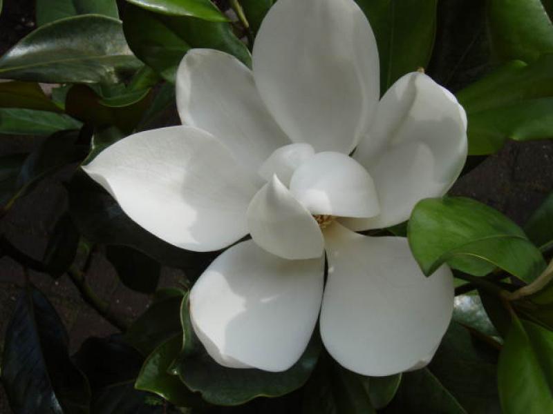 Weiße Magnolia grandiflora in Blüte