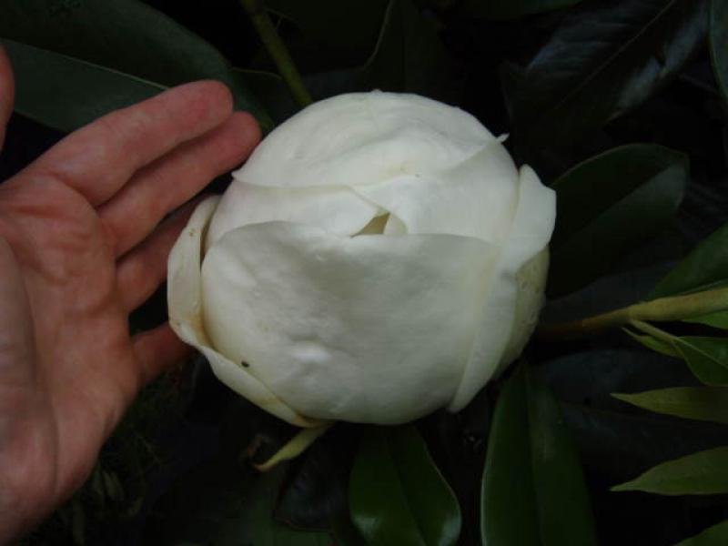 Die große, weiße Blütenknospe der Immergrünen Magnolie