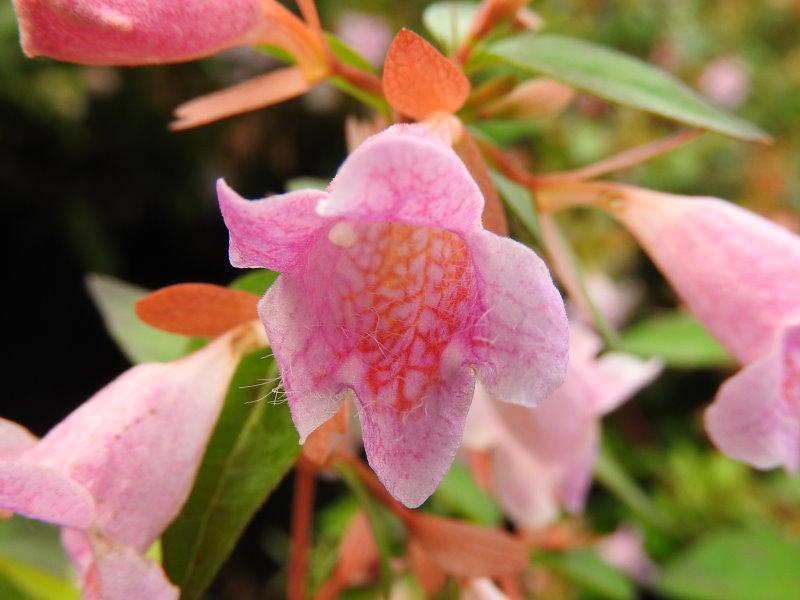 Blüte von Abelia Edward Goucher