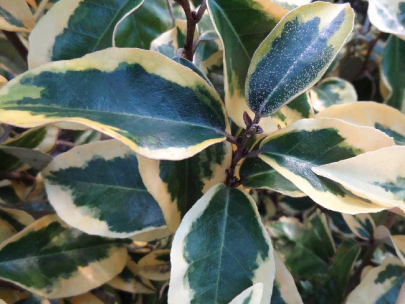 Blatt von Elaeagnus ebbingei Gílt Edge im Herbst