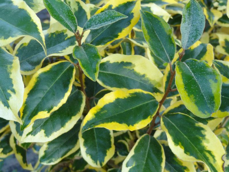 Elaeagnus ebbingei Gílt Edge