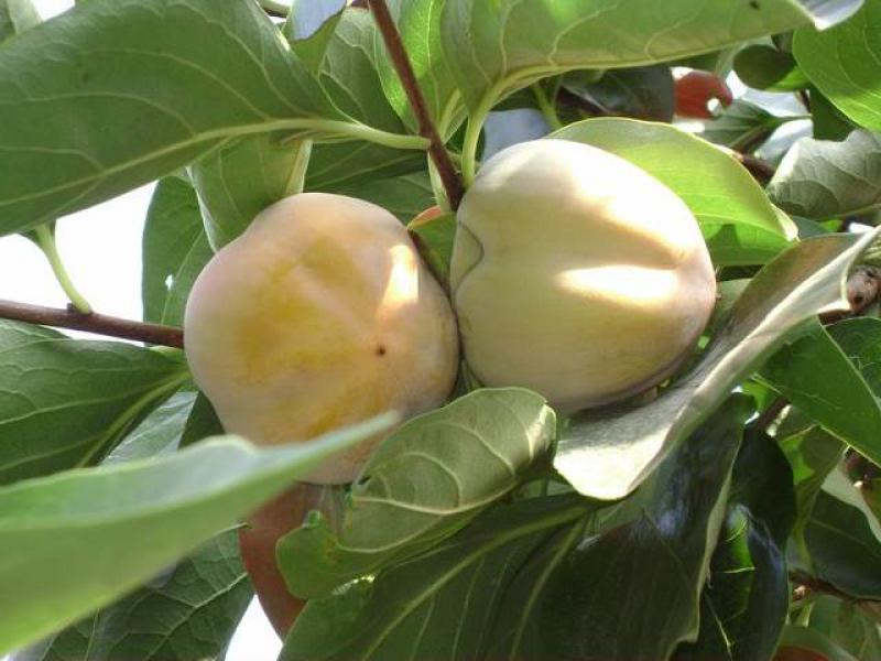 Früchte von Diospyros kaki Kostata