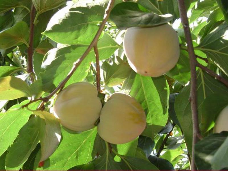 Kakibaum Kostata mit Früchten