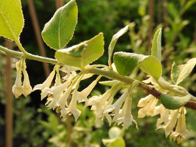 Cremeweiße Blüten der Korallenölweide Serinus