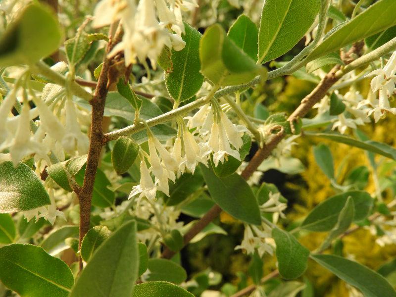 Reiche weiße Blüte - Korallenölweide Serinus