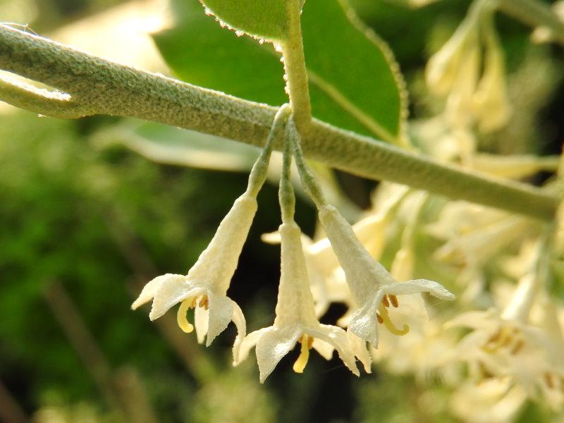 Die weißen Blüten der Korallenölweide Serinus duften herrlich.