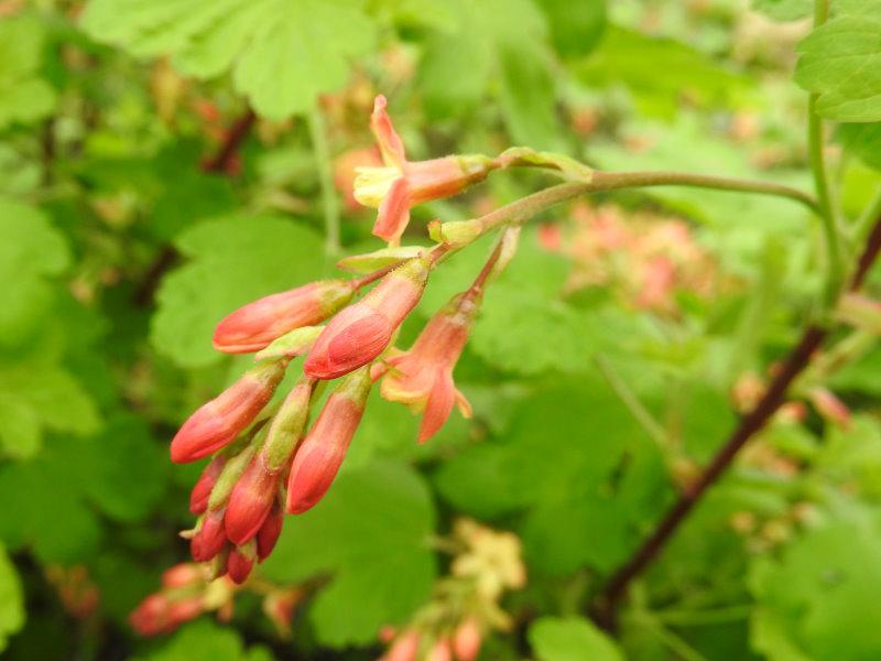 Schöne rotgelbe Blüte - die Gordon-Johannisbeere