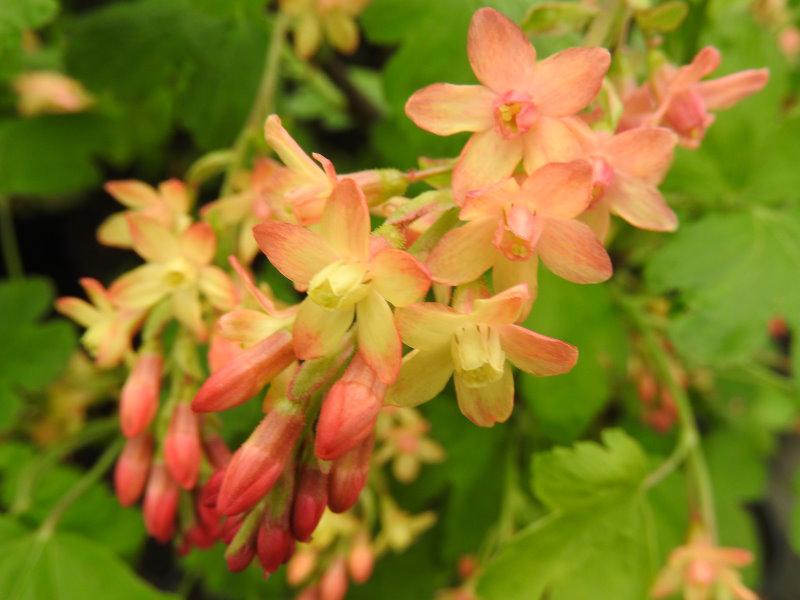 Hübsche lachsfarbene Blüten der Gordon-Johannisbeere