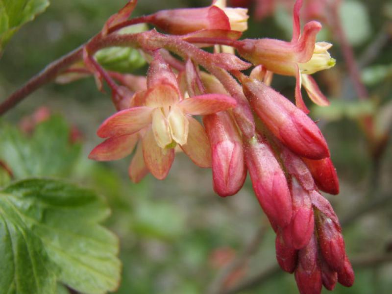 Die rot-gelbe Blüte der Gordon-Johannisbeere