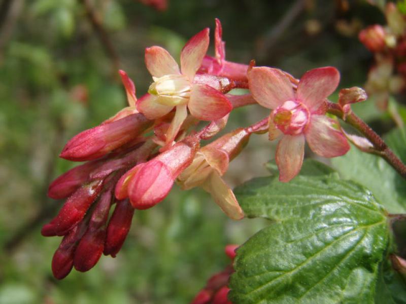 Die Gordon-Johannisbeere in Blüte