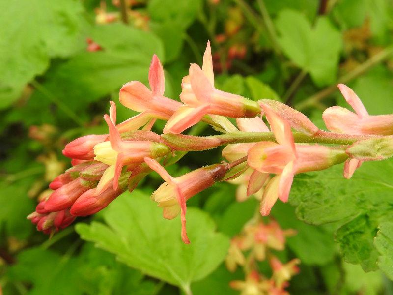 Schönes Farbspiel der Gordonjohannisbeere: rote Knospen und orange-gelbe Blüten.