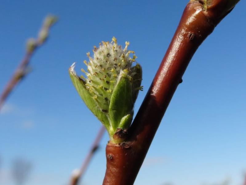 Blüte von Salix laggeri im Frühjahr