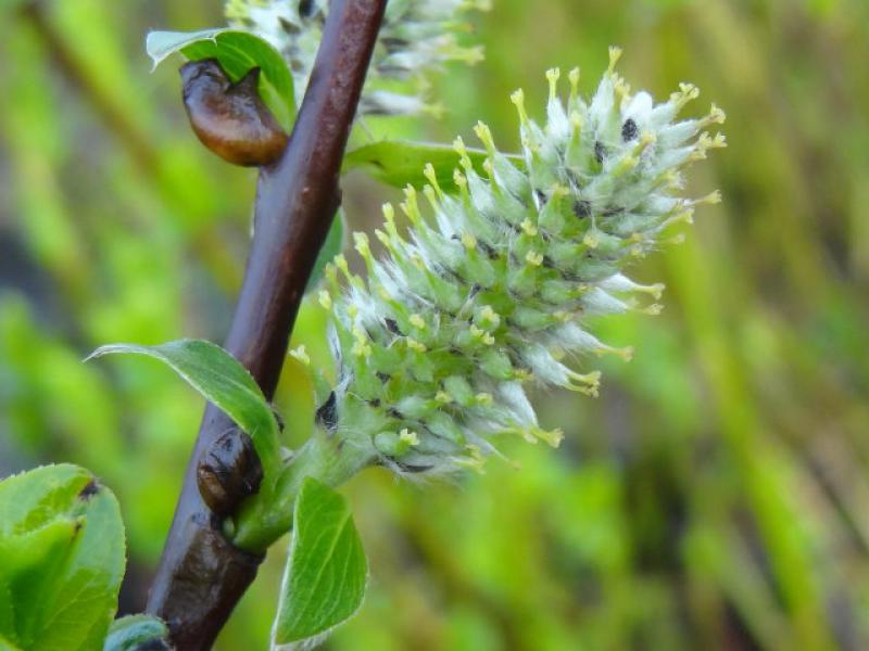 Blüte Salix laggeri