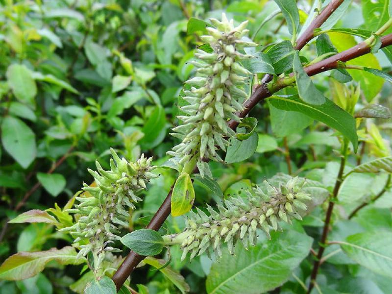 Fruchtstände Salix laggeri