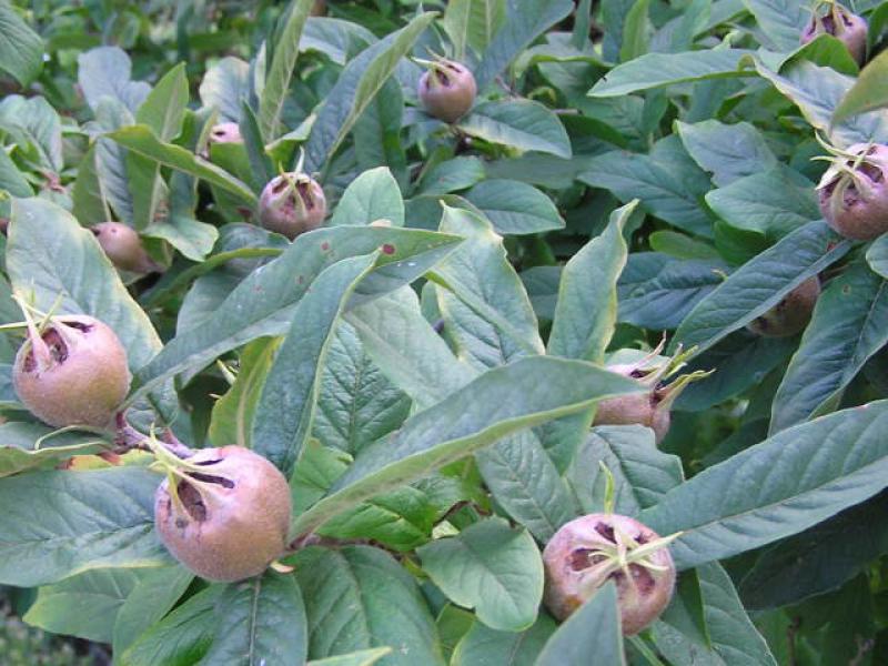 Früchte der Mispel Westerveld, Mespilus germanica Westerveld