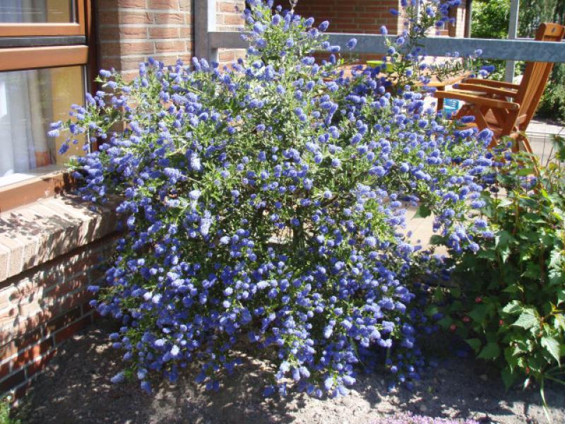 attraktive blaue Blüten immergrüne Säckelblume Ceanothus impressus VICTORIA 